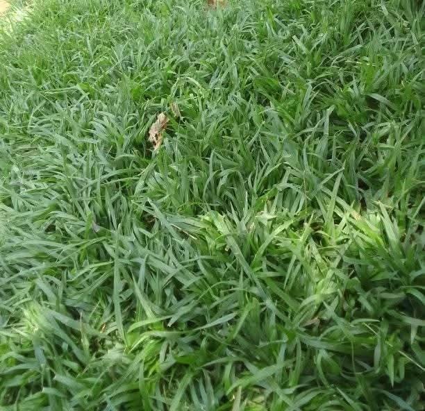 Zimbabwe Grass