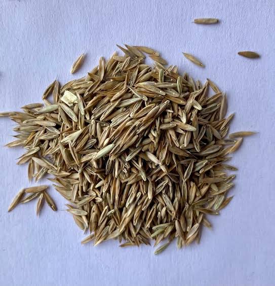 Lawn Seeds
