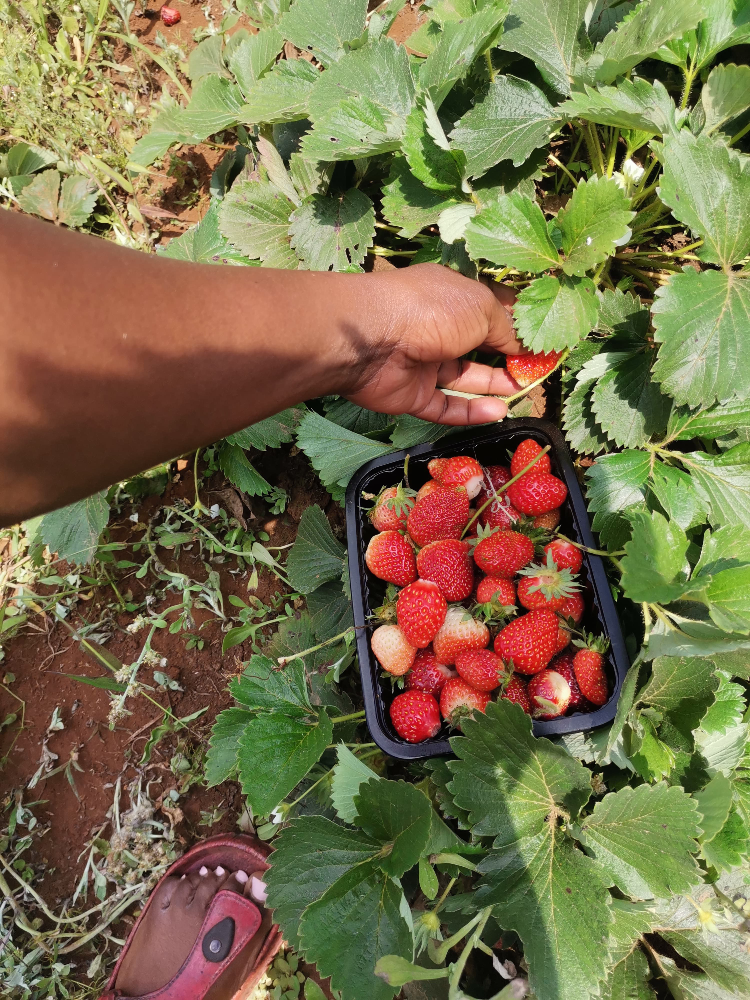 Fruit Seedlings