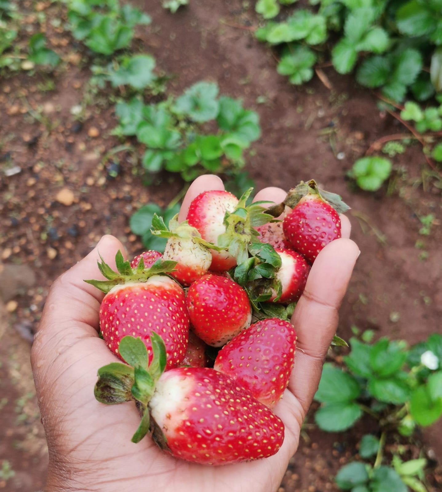 Strawberry seedlings