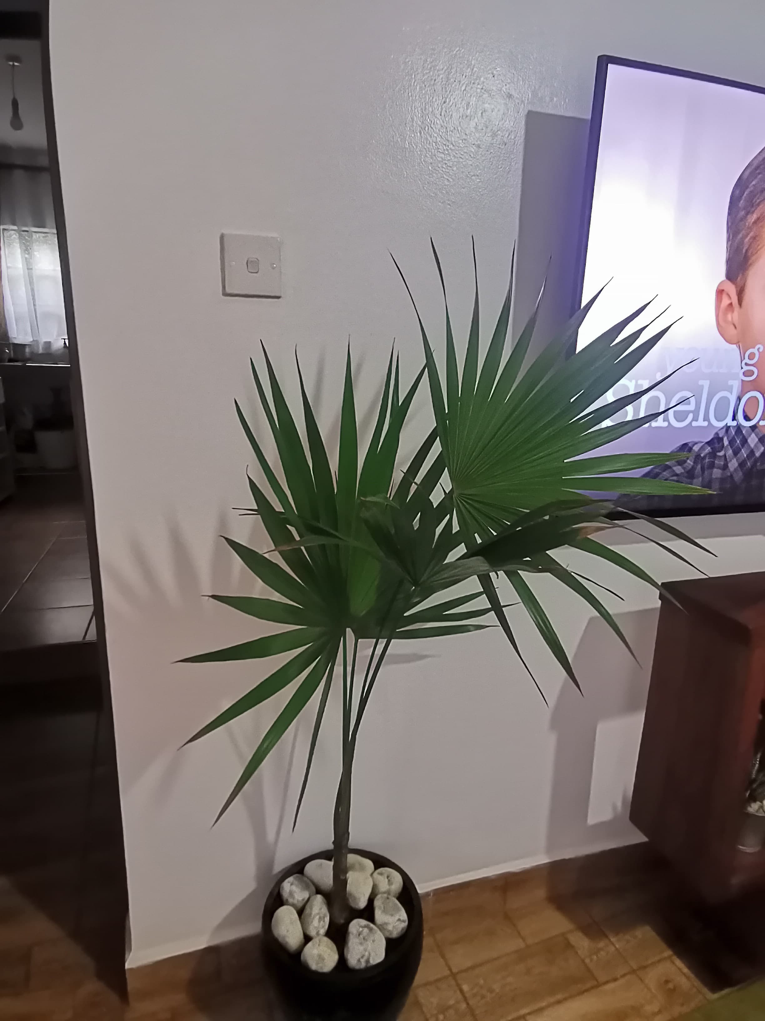 Indoor Plants