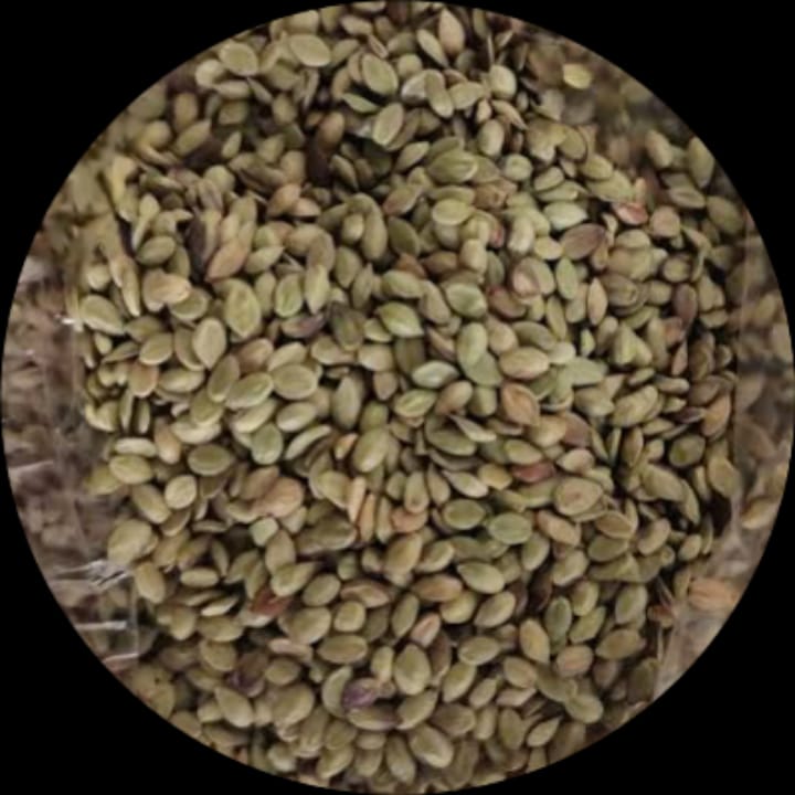 Paspalum Grass Seeds 250g