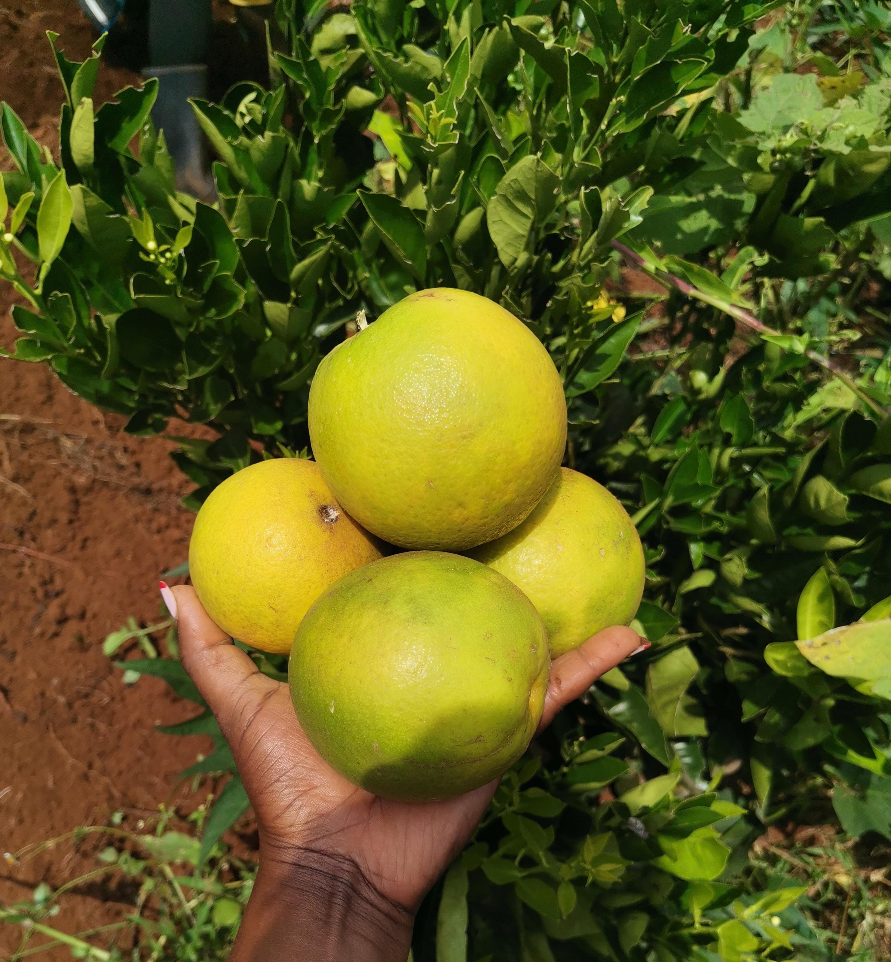 Grafted Orange Seedlings