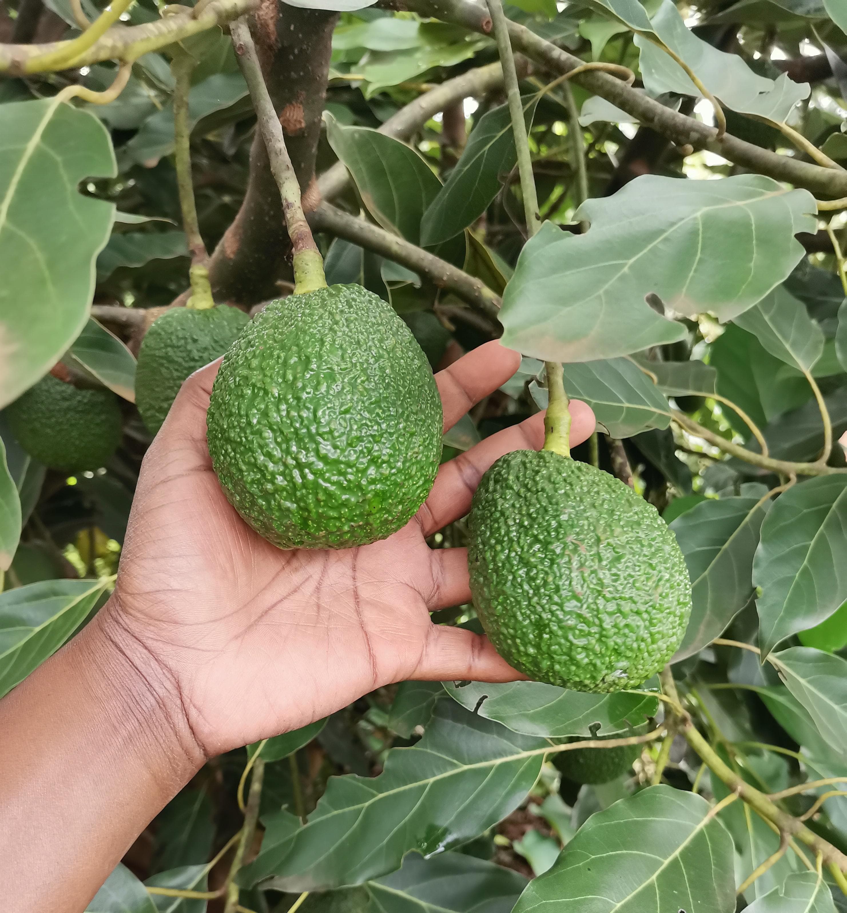 Grafted Hass Avocado Seedlings