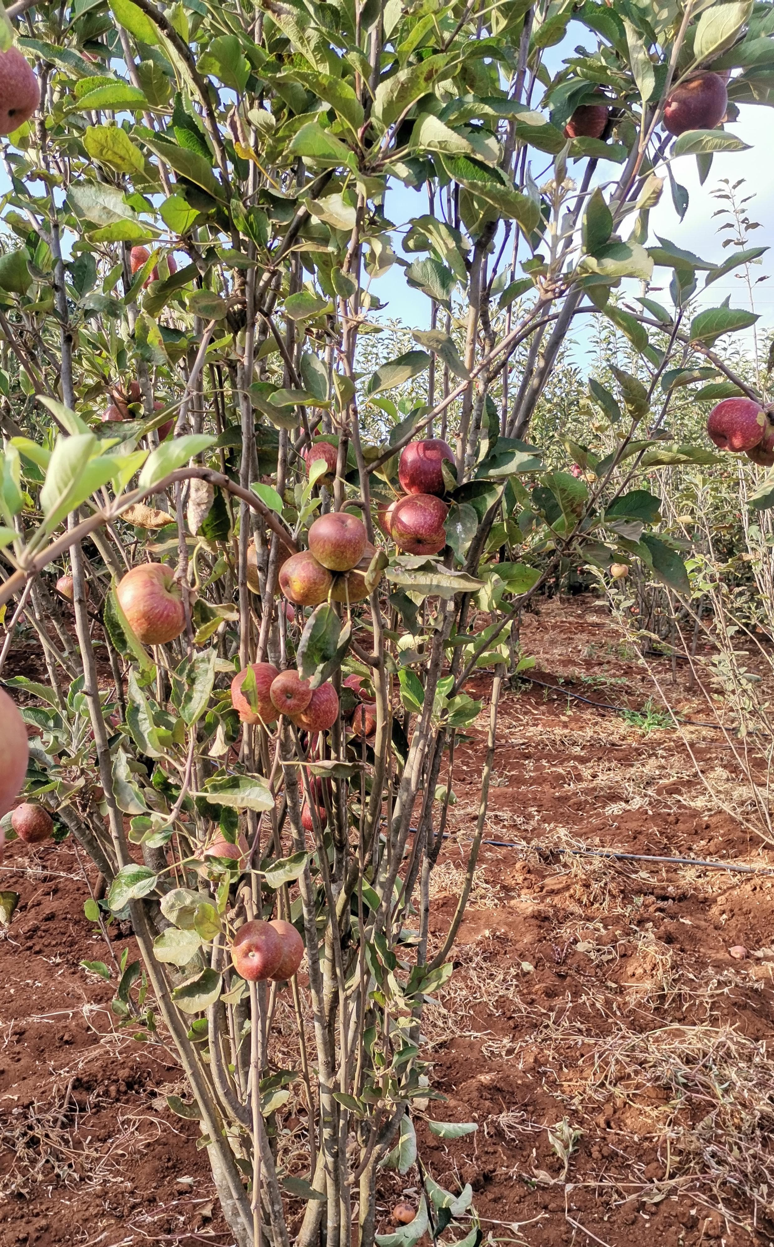 Grafted Apple Seedlings