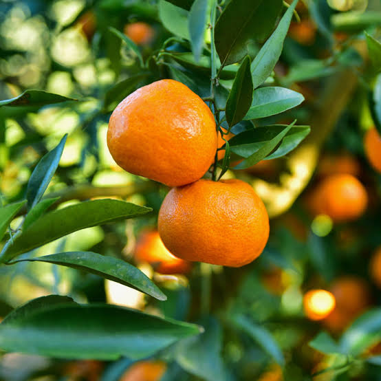 Grafted Tangerine Seedlings