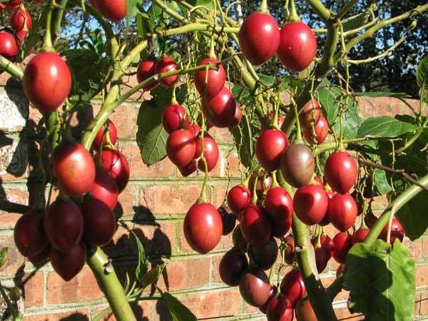 Grafted Tomato Tree Seedlings