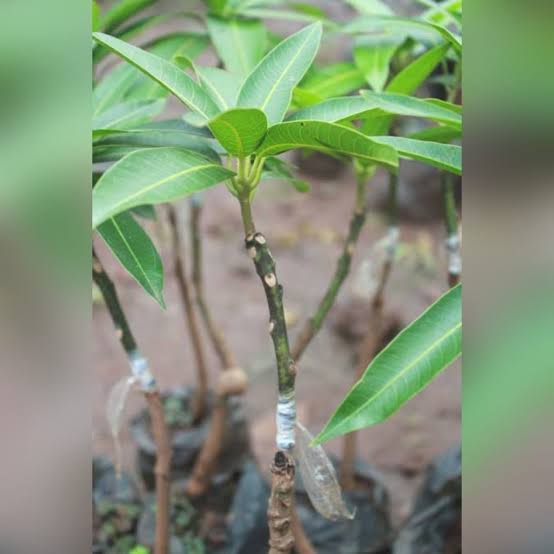 Grafted Mango Seedlings