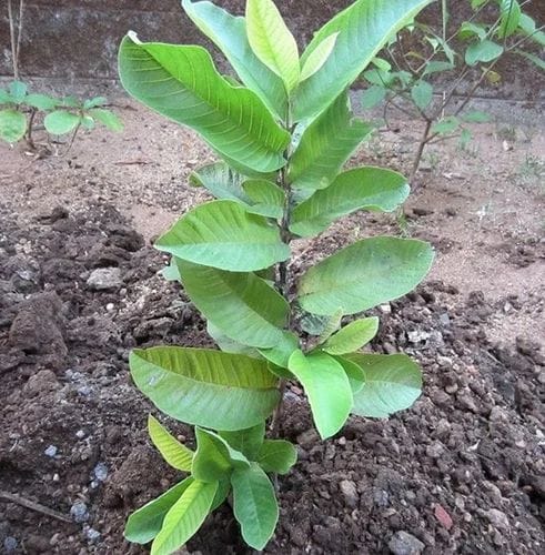 Grafted Guava Seedlings