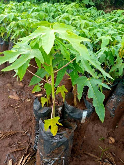 Pawpaw (Papaya) Seedlings