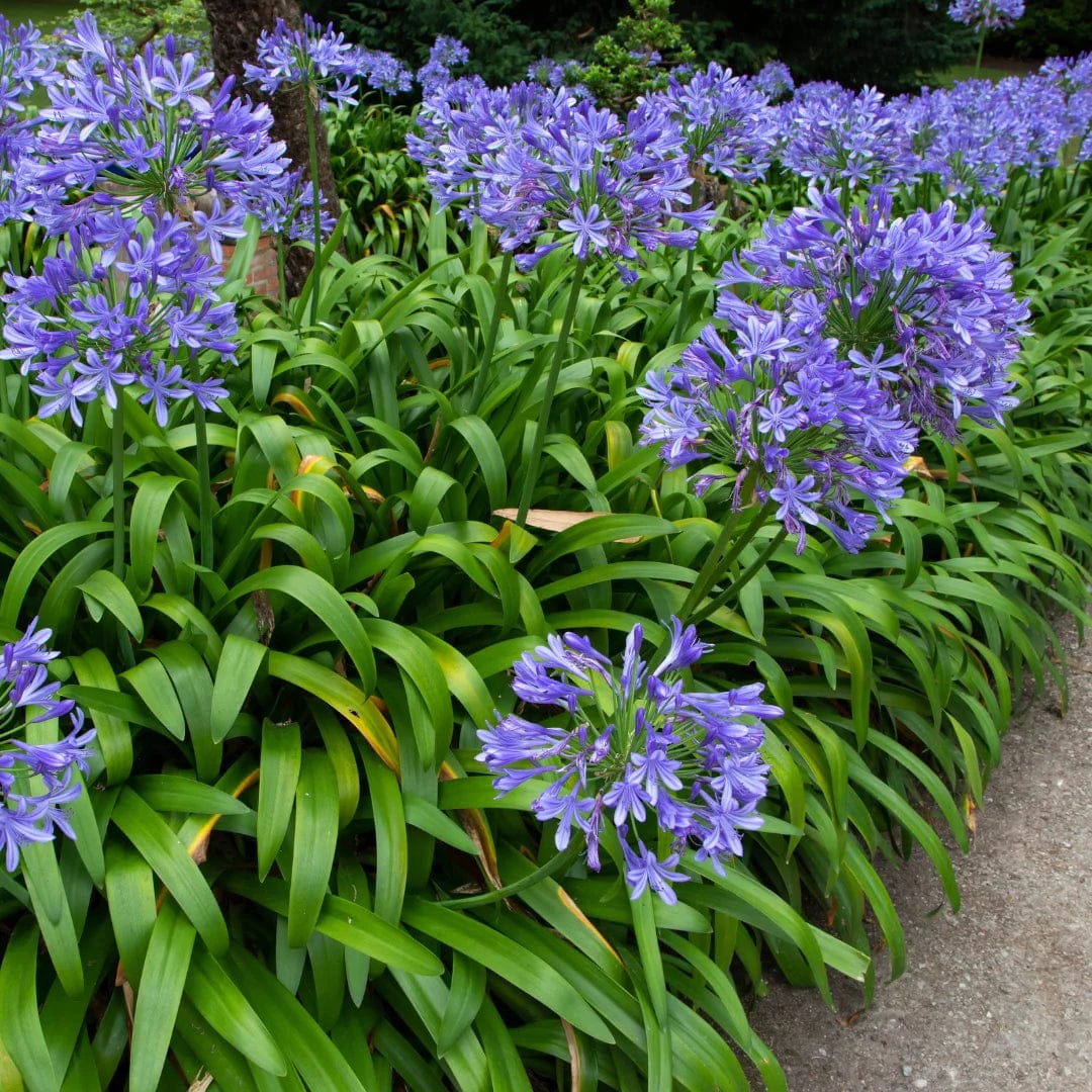 African Lily Plant
