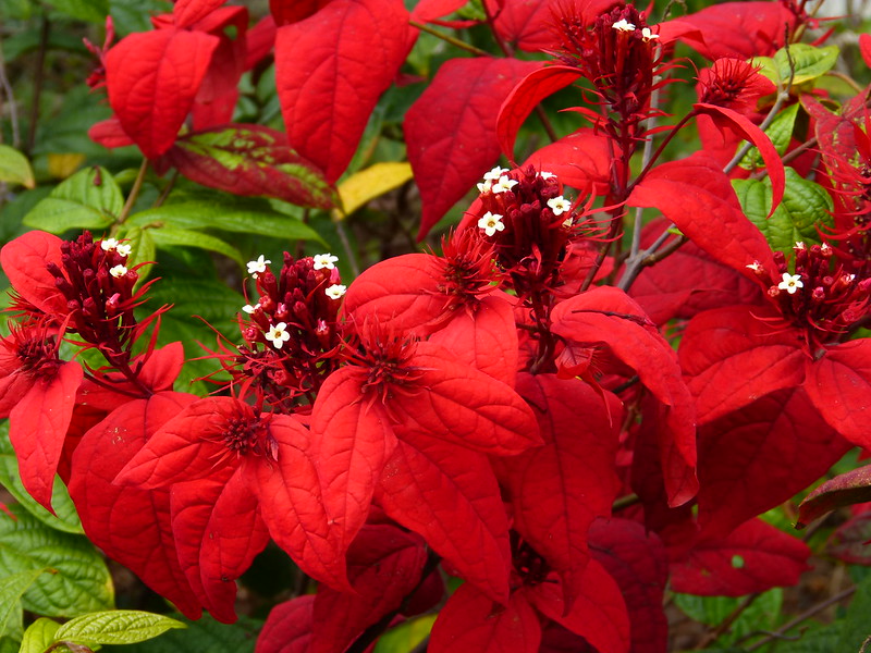 African Quisqualis Plant