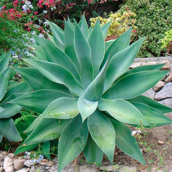 Agave Plant