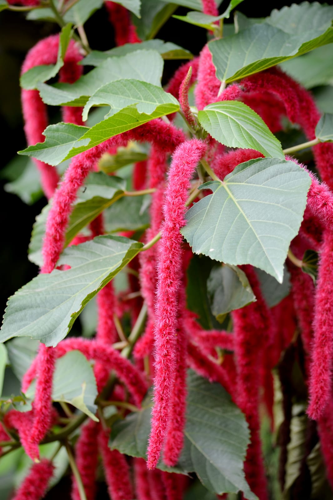 Acalypha Plant