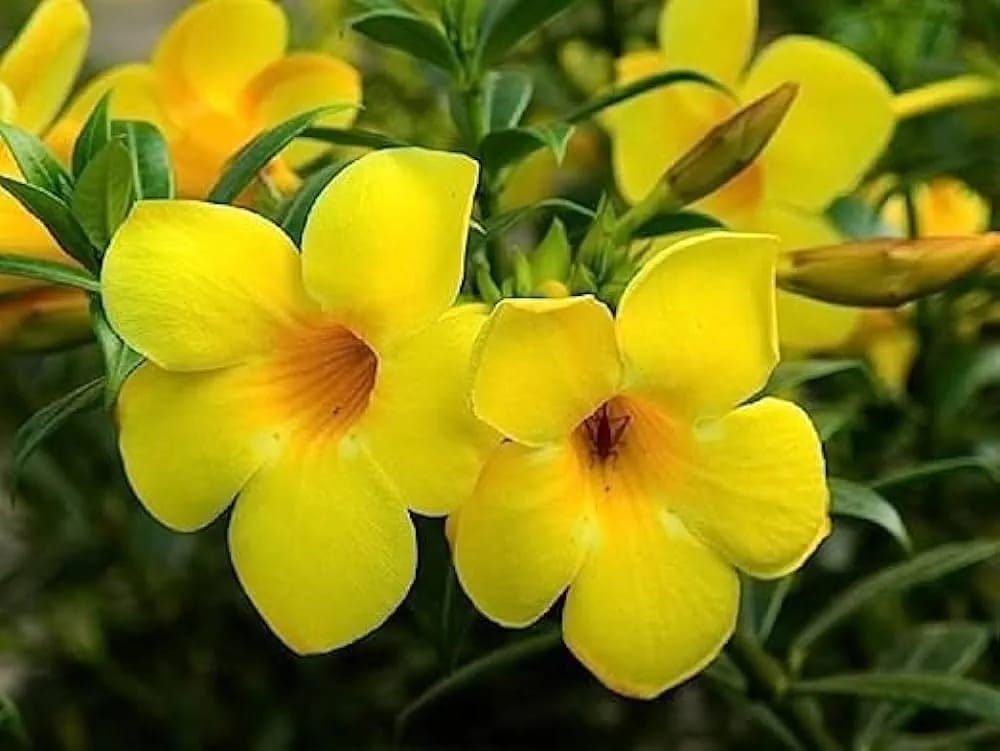 Allamanda Plant