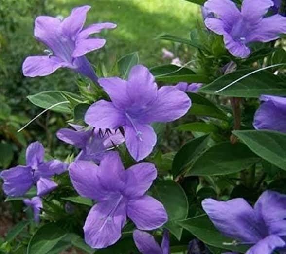Barleria Plant