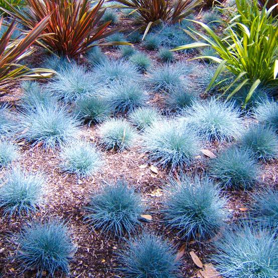 Blue Grass Plant