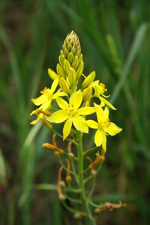 Bulbine Plant