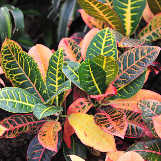 Croton Plant