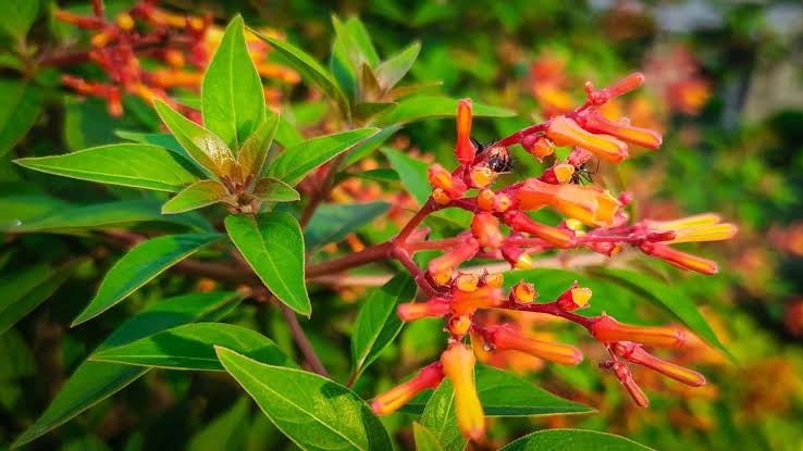Firebush Plant