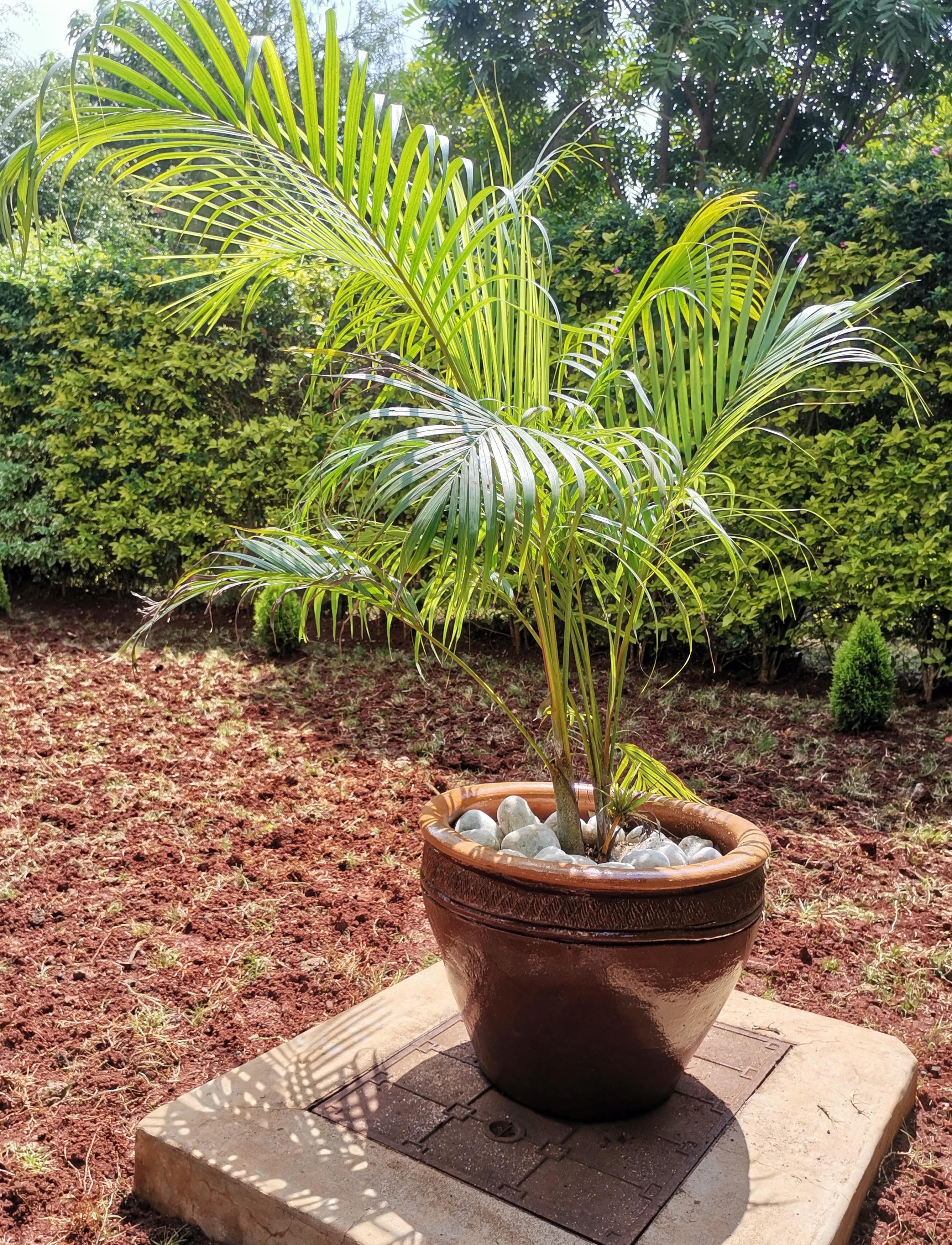 Golden Palm Plant