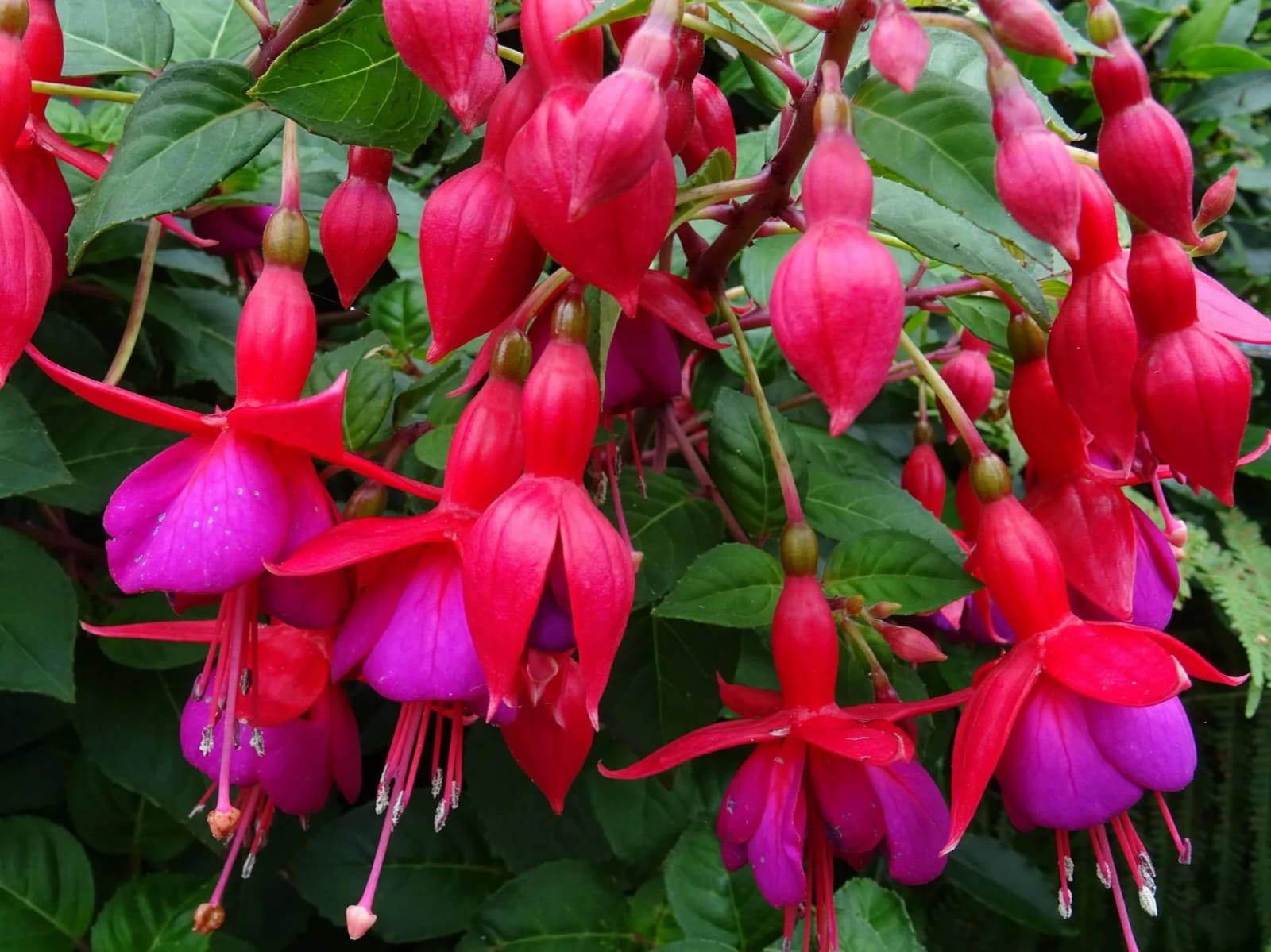Hardy Fuchsia Plant