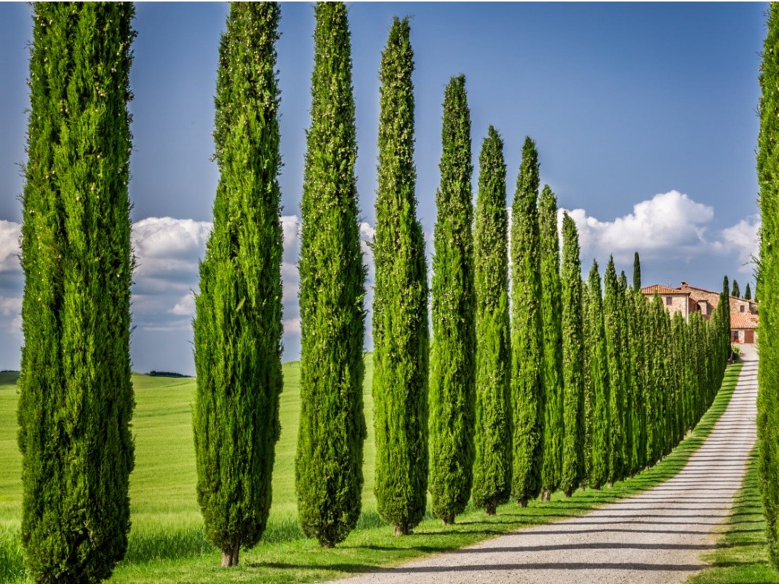 Italian Cypress Tree