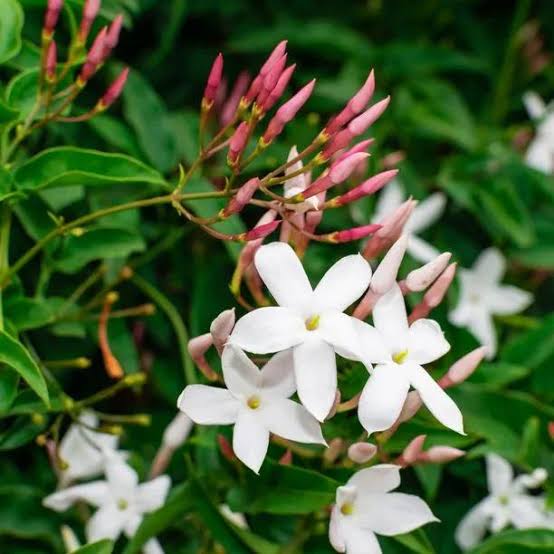 Jasmine Plant