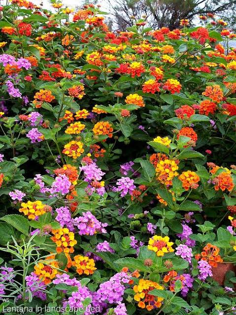 Lantana Plant