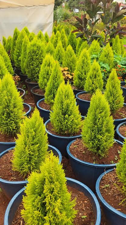 Lemon Cypress Tree