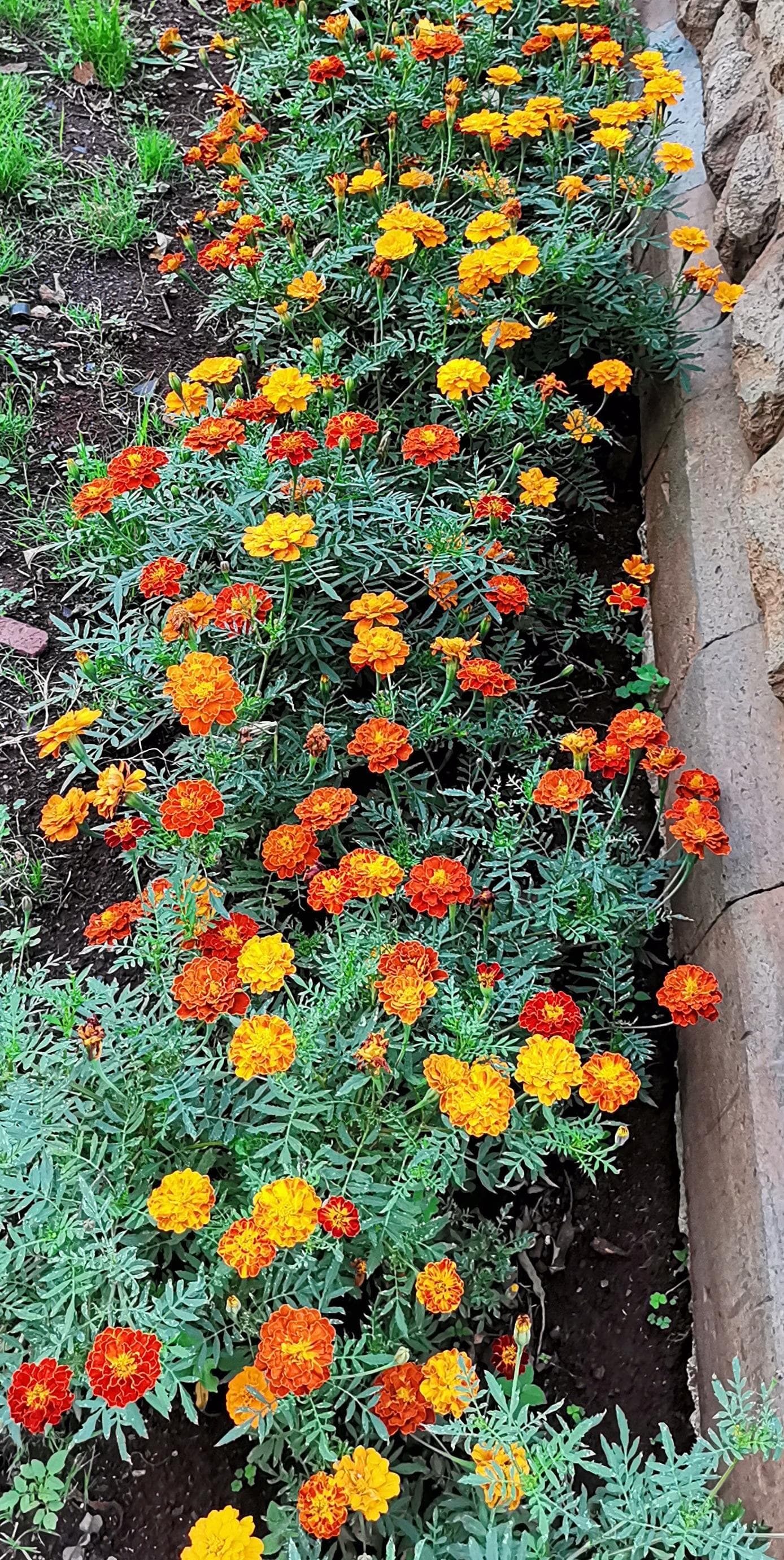 Marigold Plant