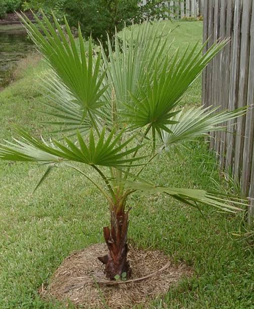 Mexican Palm Tree
