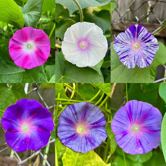 Morning Glory Plant