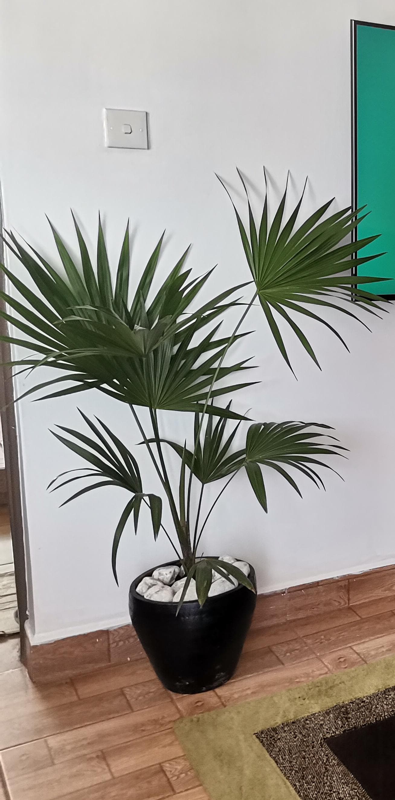 Parlour Palm Tree