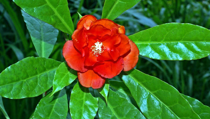 Pereskia Plant