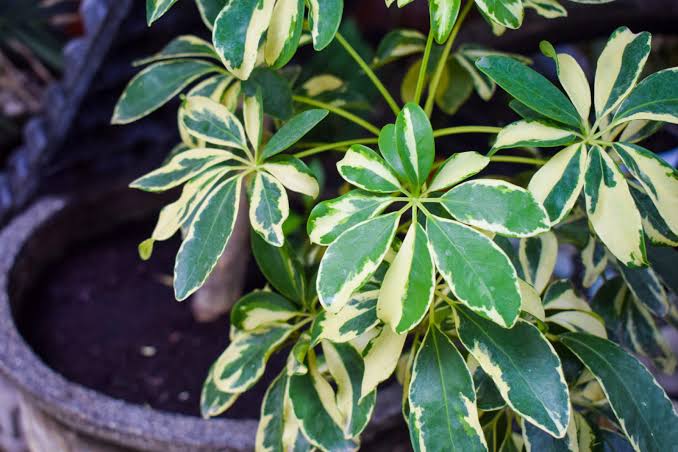 Schefflera Plant