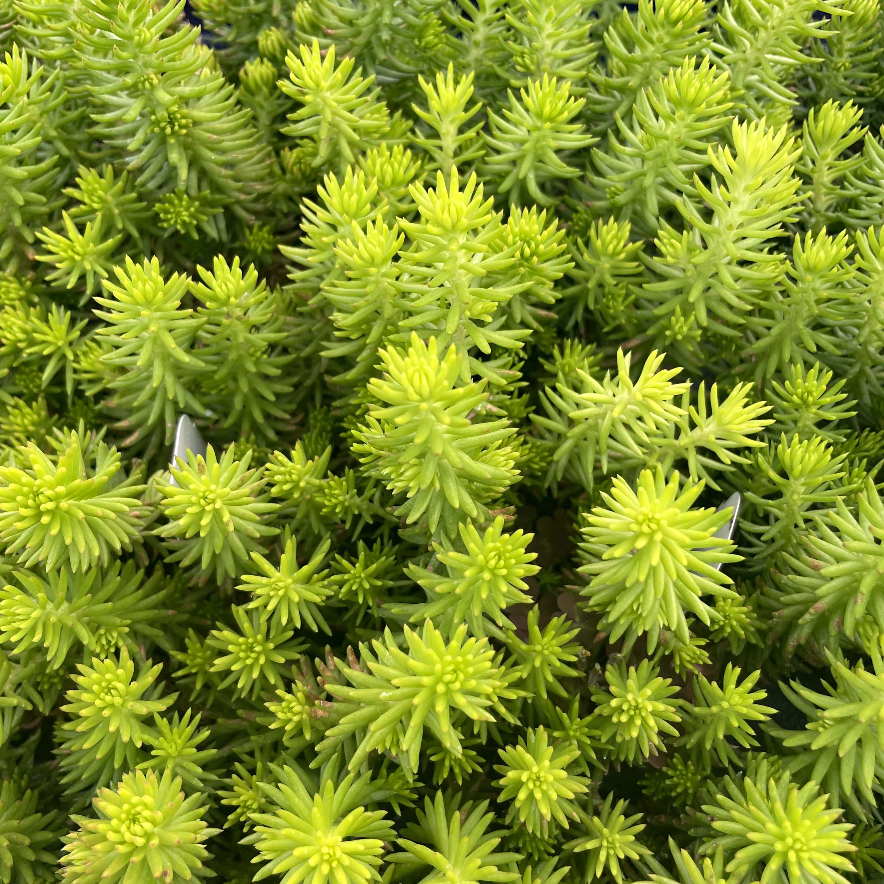 Sedum Plant