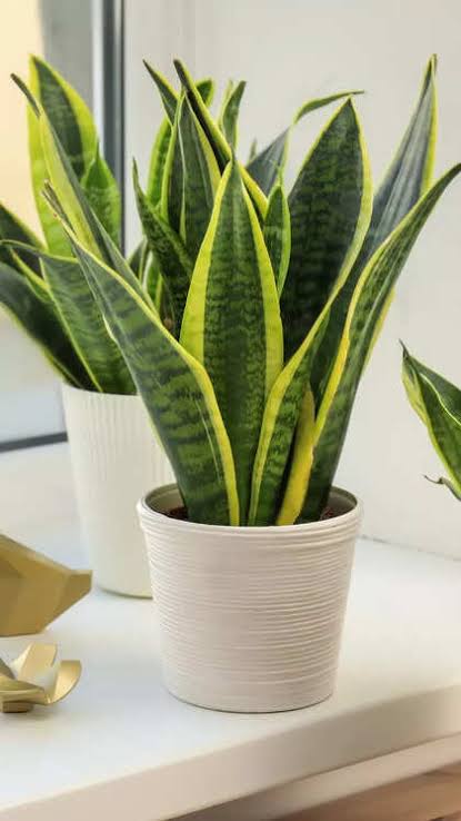 Snake Plant