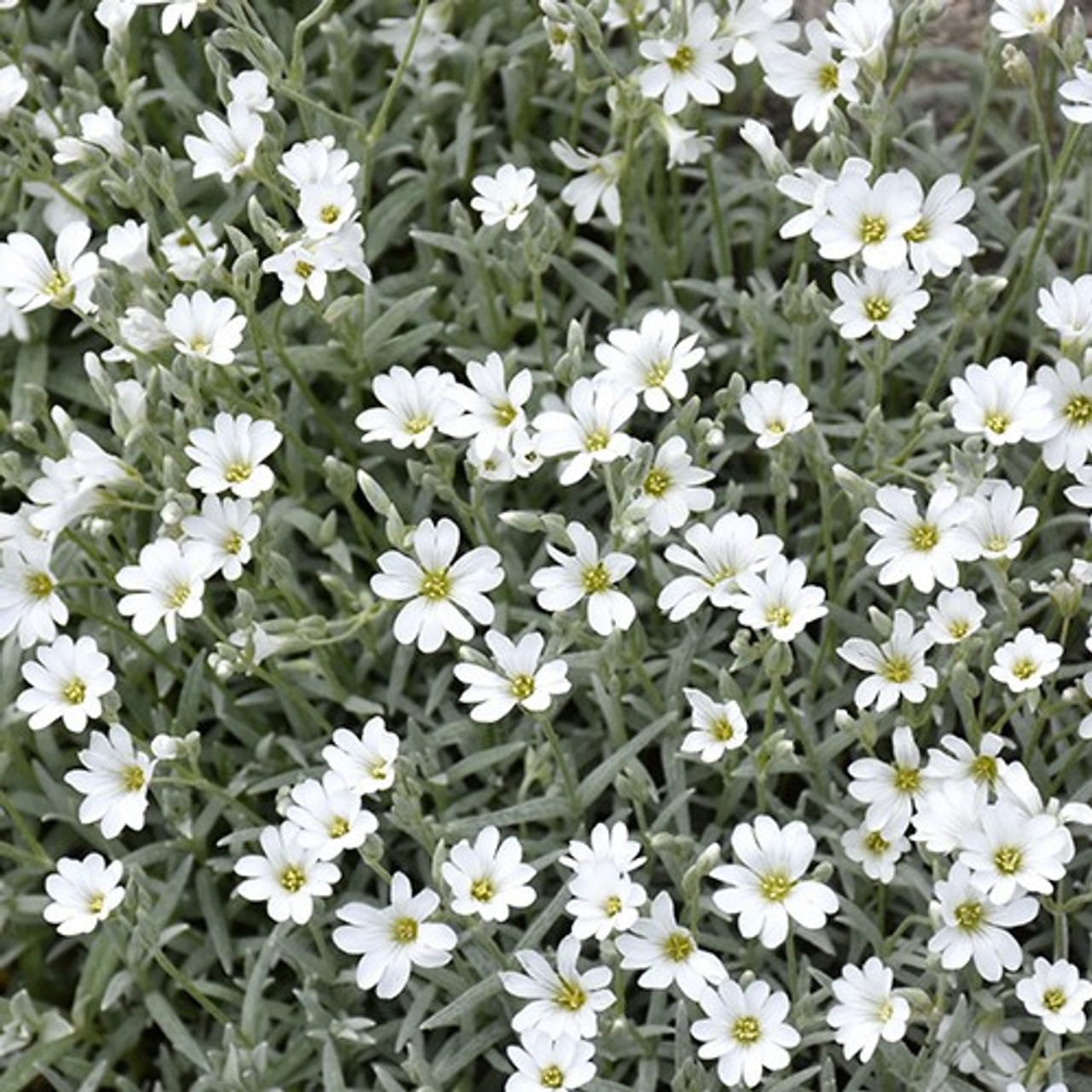 Snow in Summer Plant
