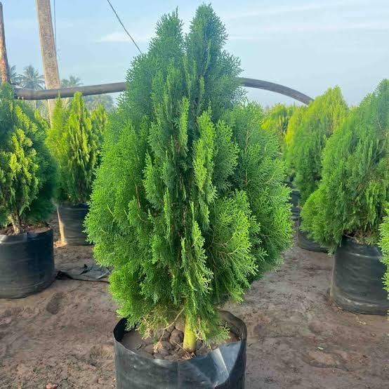 Thuja Plant