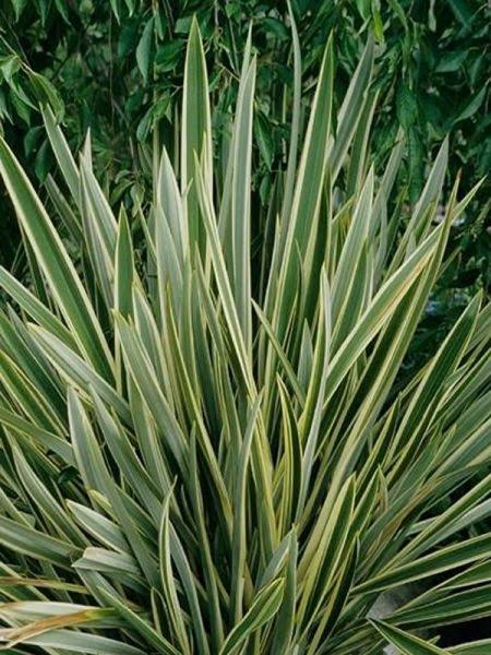 Phormium Plant