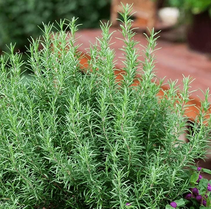 Rosemary Plant