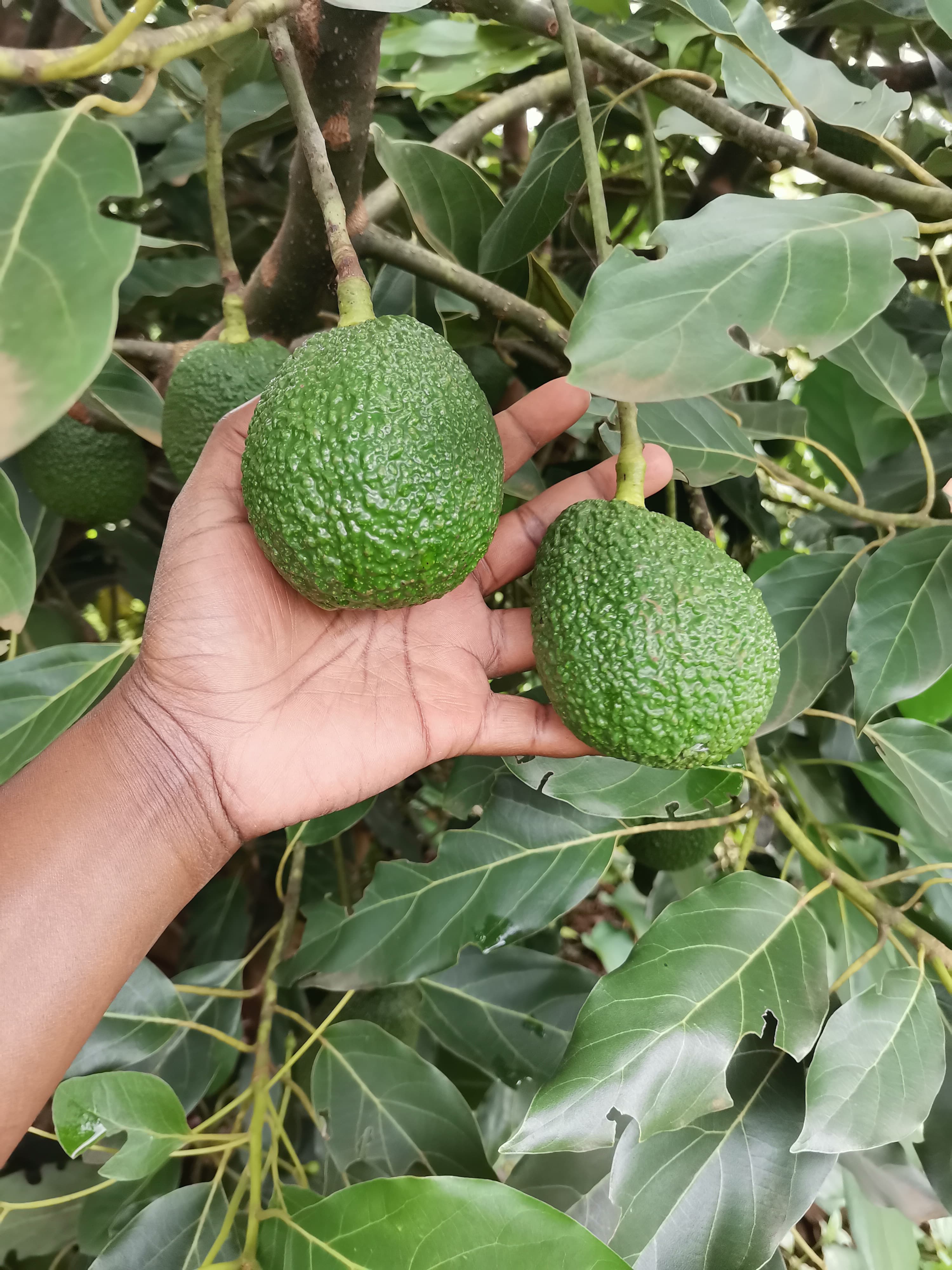 Hass Avocado 1KG