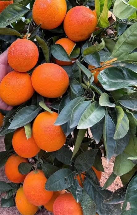 Pixie Oranges 1KG
