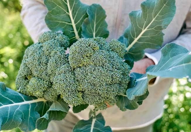 Broccoli 1KG