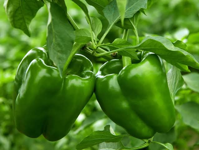 Green Peppers