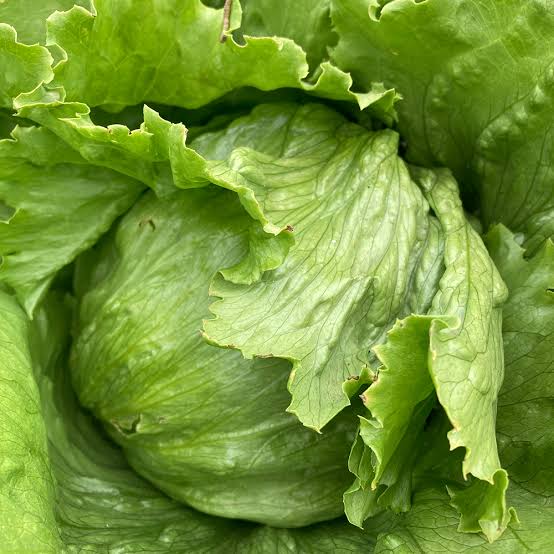 Iceberg Lettuce