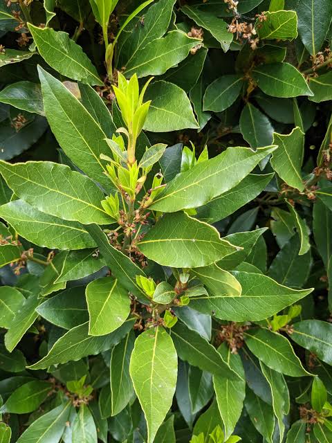 Bay Leaves