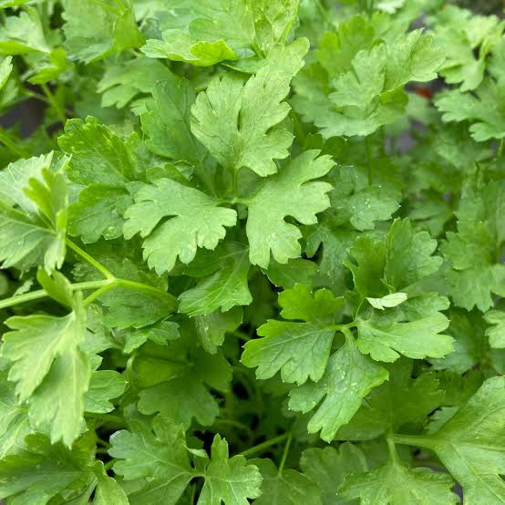 Parsley