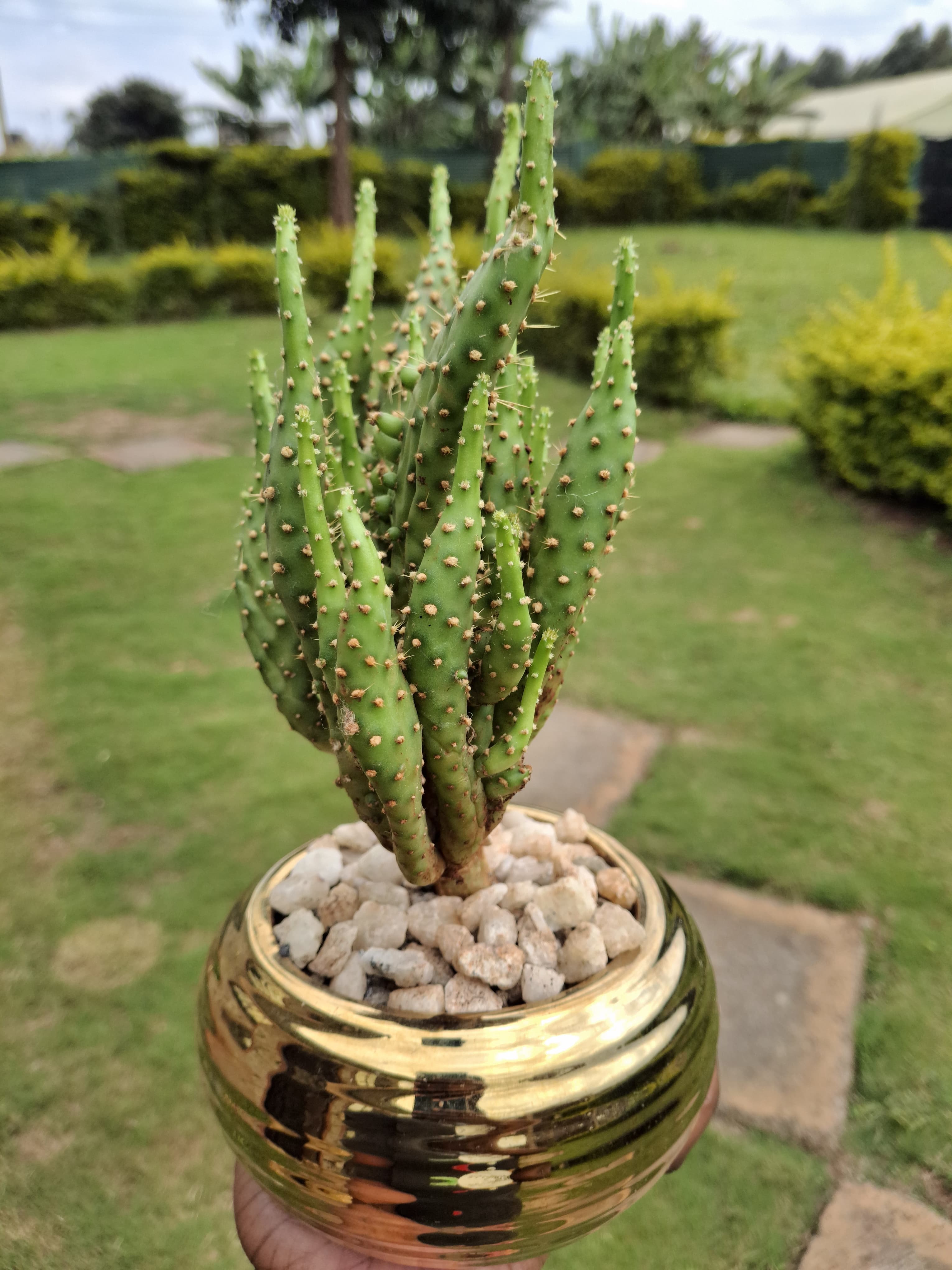 Potted Live Cactus Plant